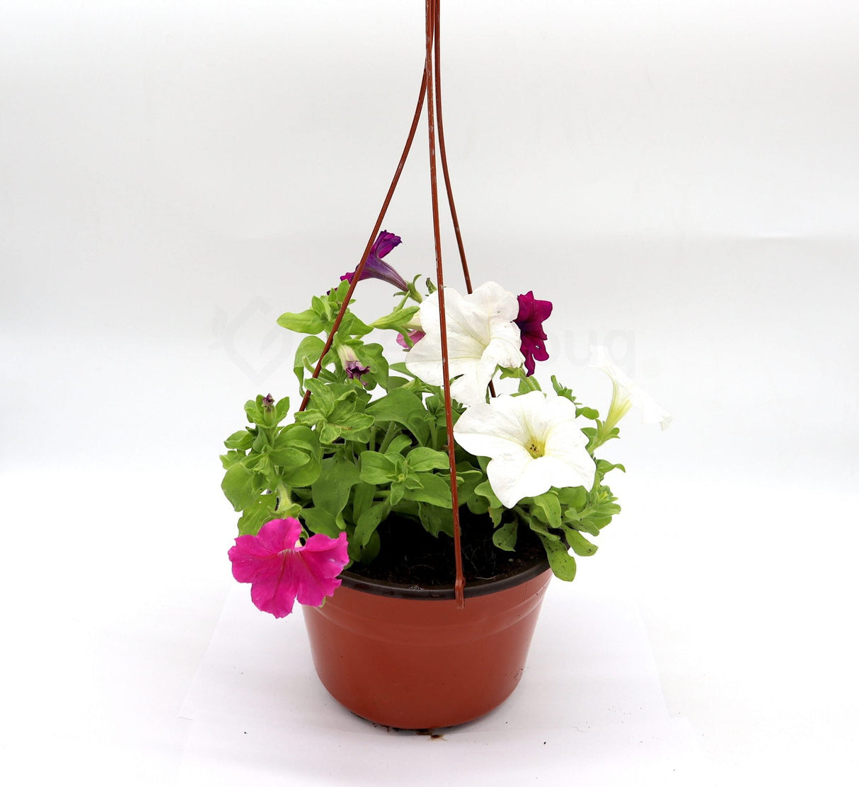 Hanging Petunia Mix "Petunias"