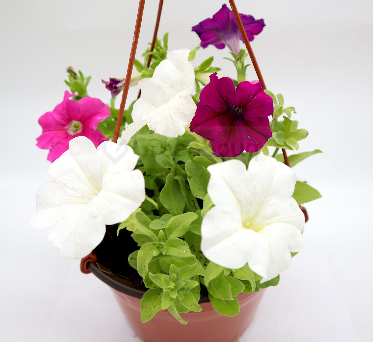 Hanging Petunia Mix "Petunias"