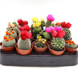 Ornamental Cactus 5-8cm