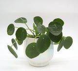 Office Lucky plants Set