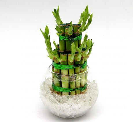 Lucky Bamboo Two Step in Transparent pot