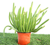 Caralluma Cactus "Caralluma Adscendens"0.2-0.3m