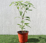 Hot Chili Plant