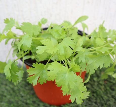 Coriander Plant "Organic Herbs"