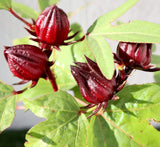 Hibiscus Sabdariffa "Roselle/Karkade" 0.3-0.4m