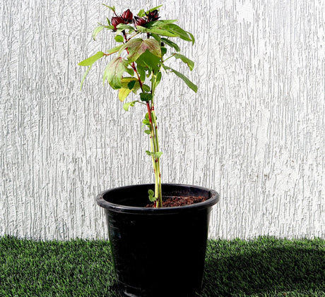 Hibiscus Sabdariffa "Roselle/Karkade" 0.3-0.4m