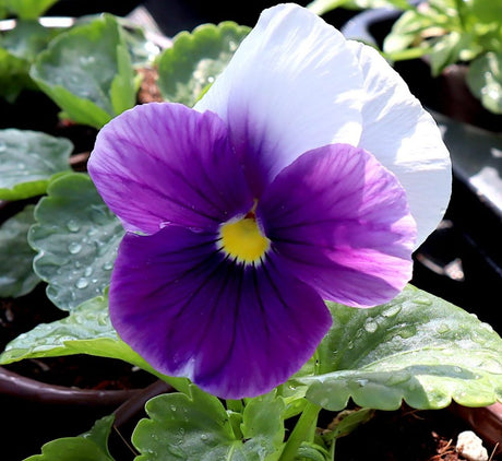 Pansy Mix flowers "9cm pot"