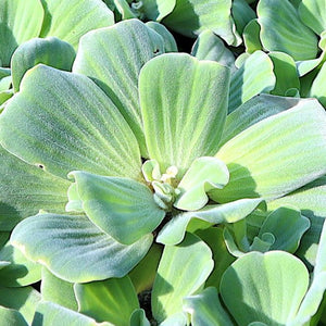 Outdoor Aquatic Plants