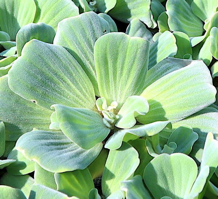 Water lettuce "Pistia stratiotes"