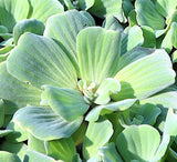 Water lettuce "Pistia stratiotes"