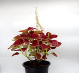 Coleus plant "6 ltr pot"