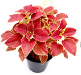 Coleus plant "6 ltr pot"