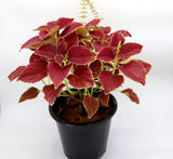 Coleus plant "6 ltr pot"