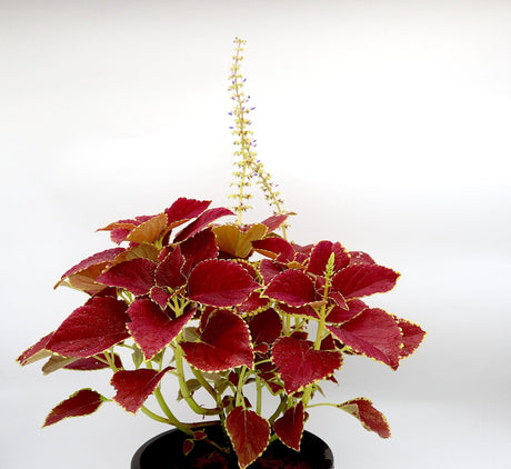 Coleus plant "6 ltr pot"