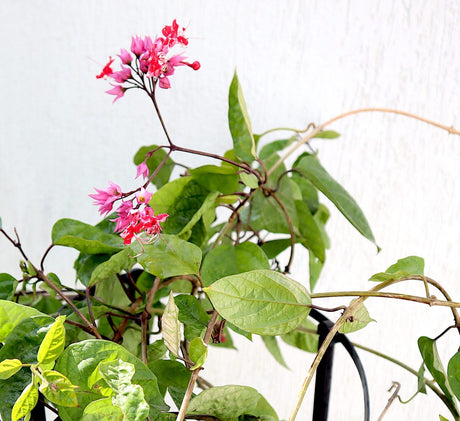 Clerodendrum Thomsoniae "Pink Bleeding Heart Vine" 0.8-1.0m