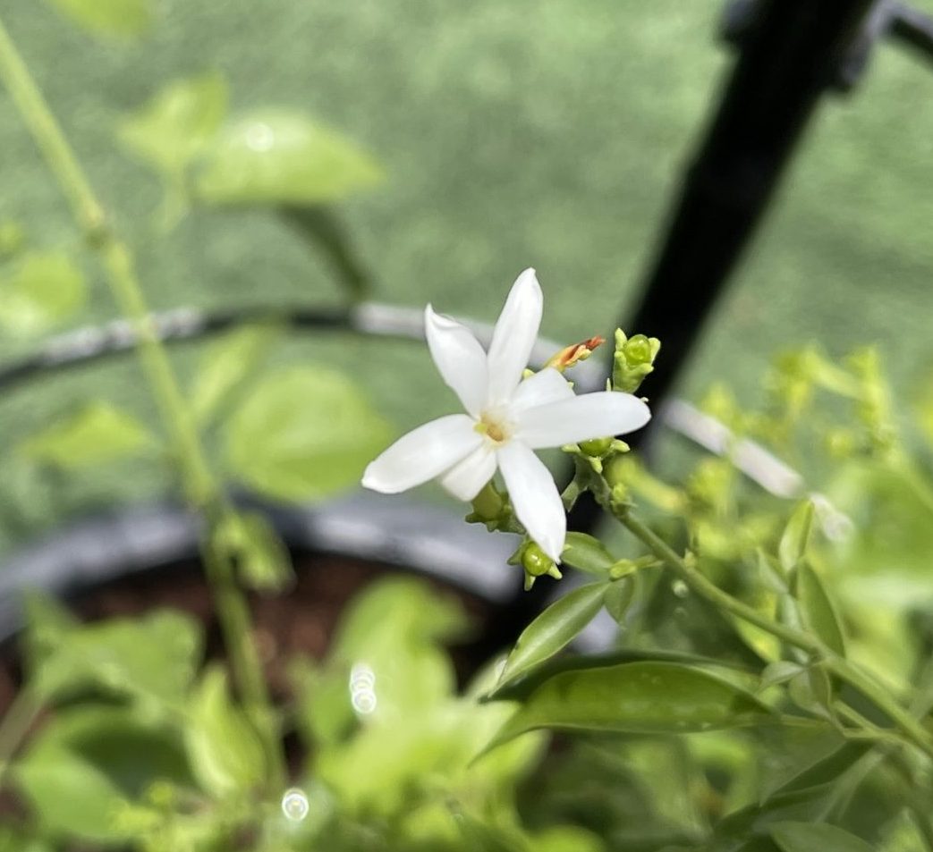 Jasminum grandiflora Or Jasmine Climber 0.8 - 1.5m
