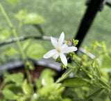 Jasminum grandiflora Or Jasmine Climber 0.8 - 1.5m