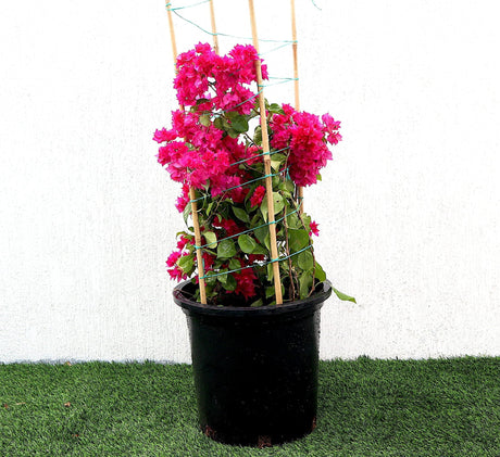 Bougainvillea Double Flower "Red" 0.5-0.6m