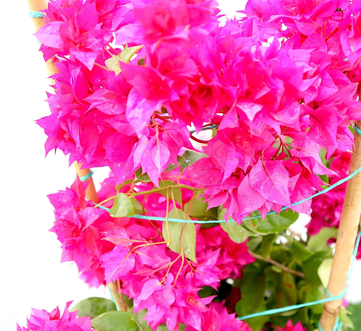 Bougainvillea Double Flower "Red" 0.5-0.6m