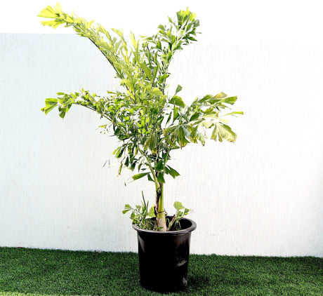 Caryota mitis "Fishtail palm" نخيل ذيل السمكة