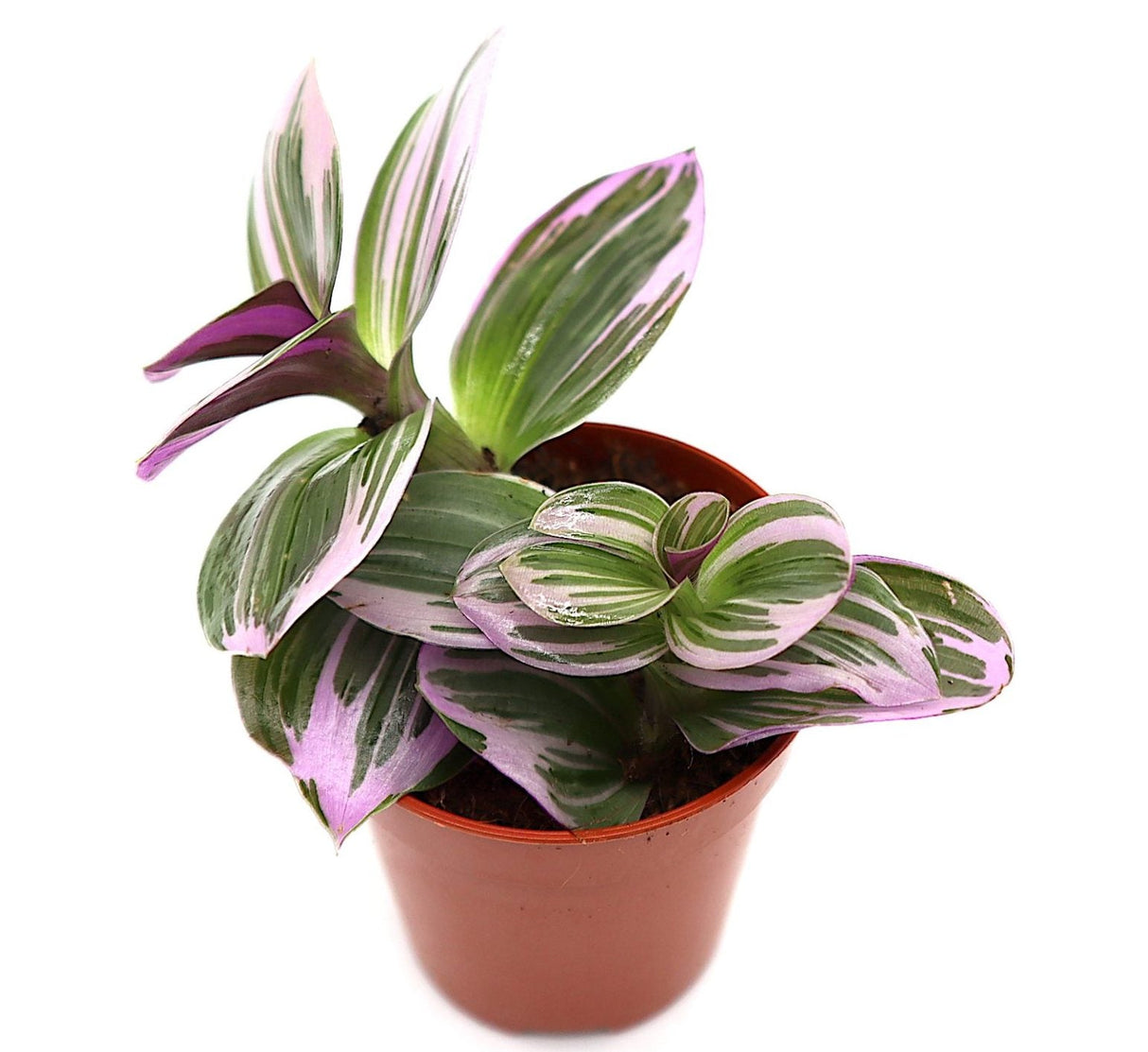 Tradescantia nanouk or Fantasy Venice