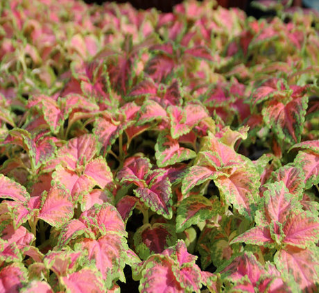 Coleus mix color plants