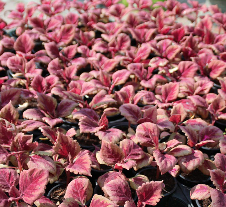 Coleus mix color plants