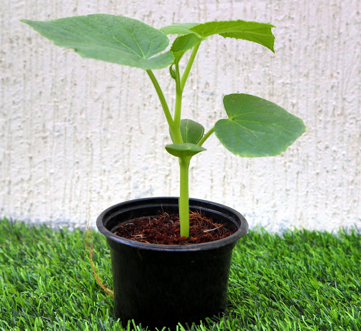 Bottle Gourd Plant | Lagenaria siceraria | Opo squash | Lauki Vegetable Plant 10-15 cm