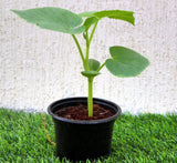 Bottle Gourd Plant | Lagenaria siceraria | Opo squash | Lauki Vegetable Plant 10-15 cm
