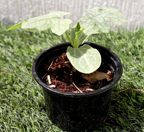 Bitter Gourd Plant | Bitter melon | Momordica charantia | Vegetable Plant 10-15 cm