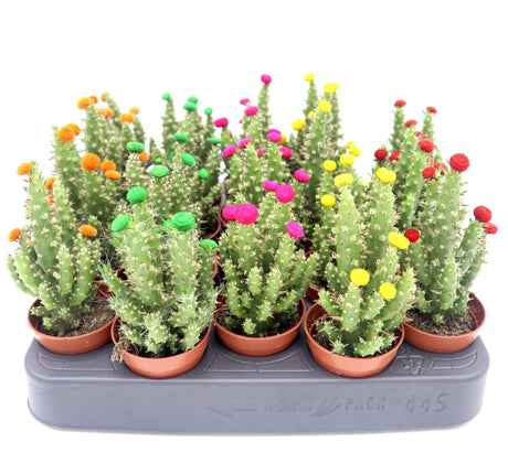 Cactus Opuntia Subulata Indoor | Austrocylindropuntia subulata 5-8cm