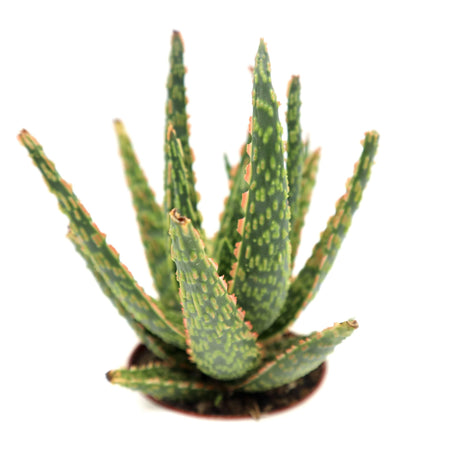 Aloe Christmas Carol Indoor succulent 15-20cm