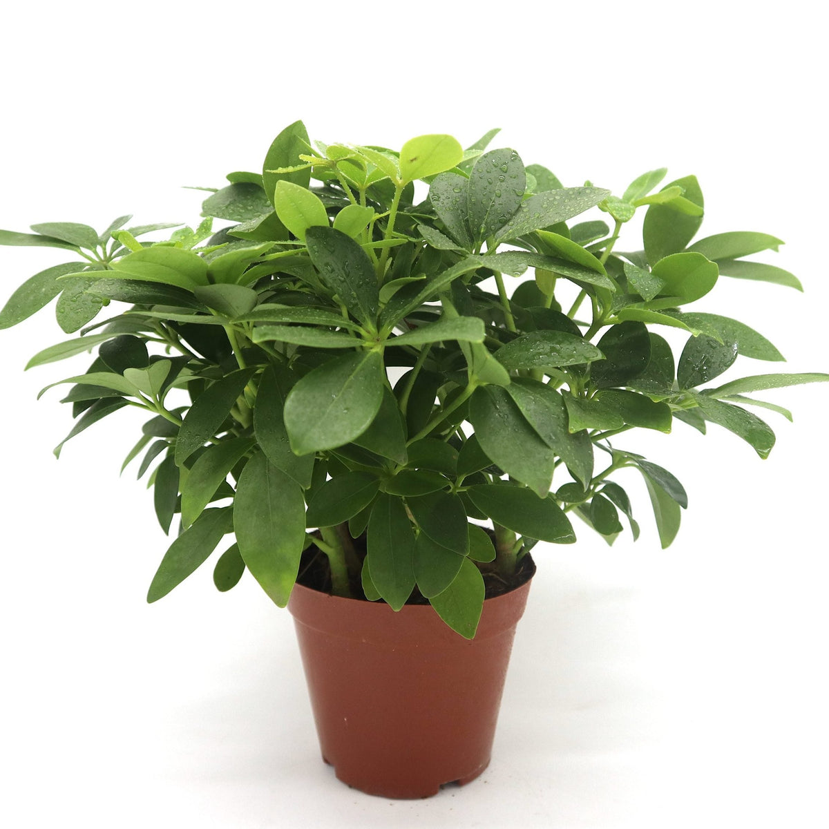 Schefflera arboricola | Compacta | Dwarf Umbrella Tree 25-30cm – Cacti