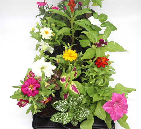 1 Dirham Plant | Seasonal Flowering Plants