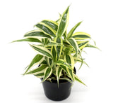 Dracaena Sanderiana Small in 9cm pot