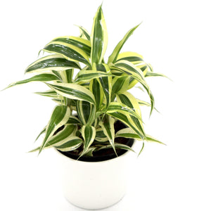 Indoor Evergreen Plants