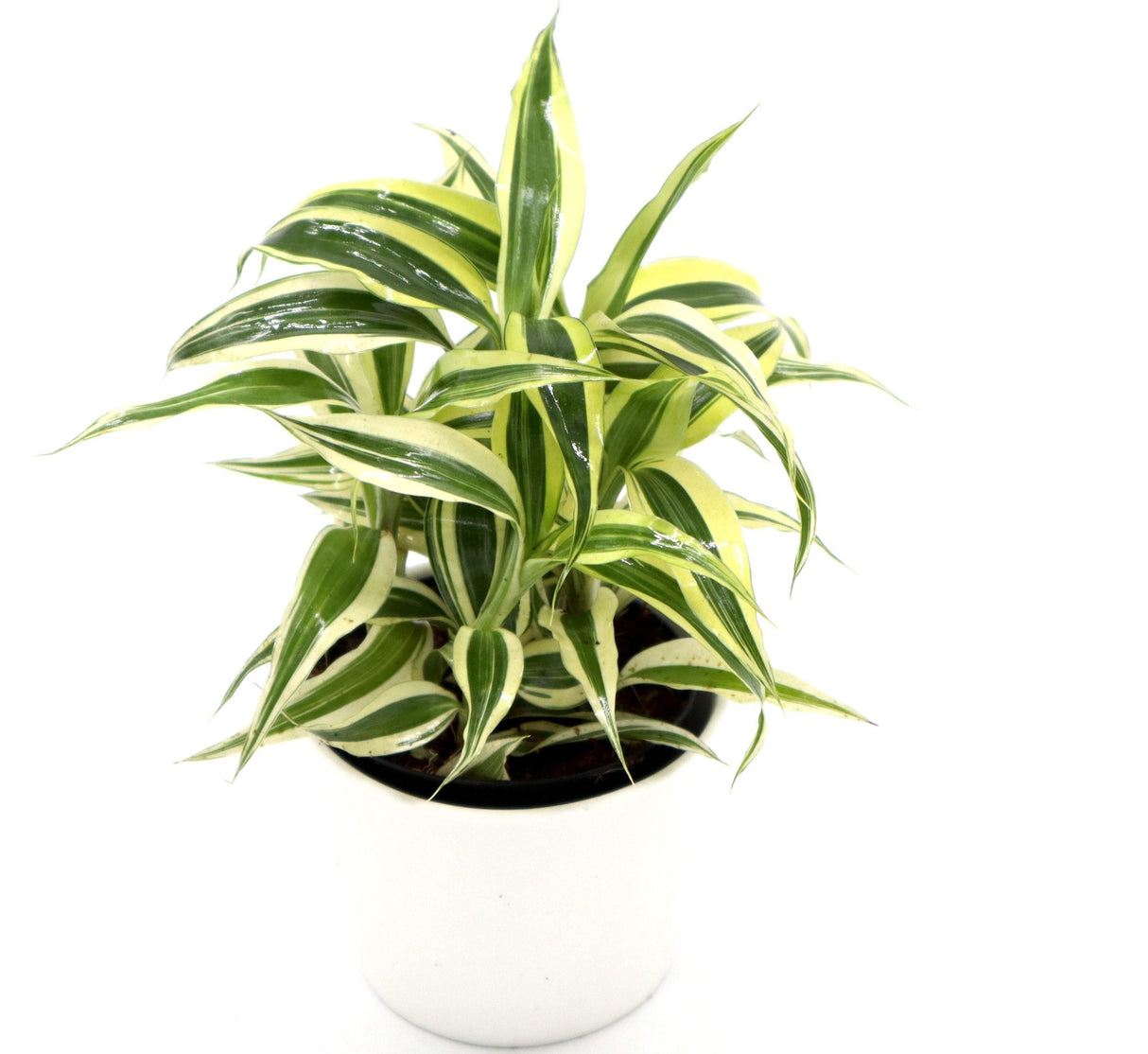 Dracaena Sanderiana Small in 9cm pot