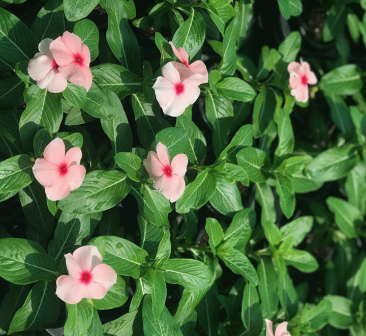 Vinca flowers 10 - 15cm