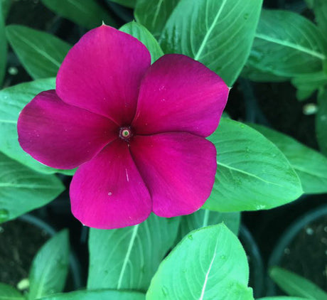 Vinca flowers 10 - 15cm