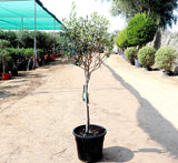 Olea europea or Olive Tree "1.0m-2.2m" شجرة زيتون