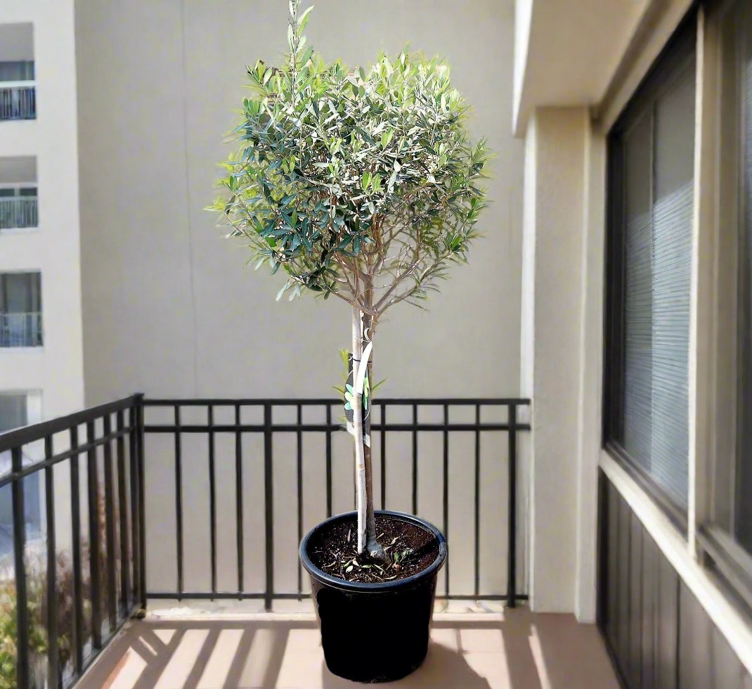 Olea europea or Olive Tree "1.0m-2.2m" شجرة زيتون