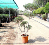 Olive Multihead | Multihead Olea Europea 1.0m-1.2m شجرة زيتون