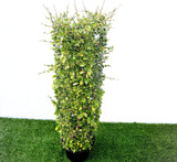 Ehretia Cylindrical Shape "Ehretia Microphylla" 1.0m