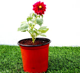 Dahlias Mix Flowering Plant