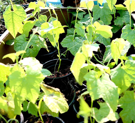 Ridge Gourd Vegetable Plant "Organic" 9cm Pot