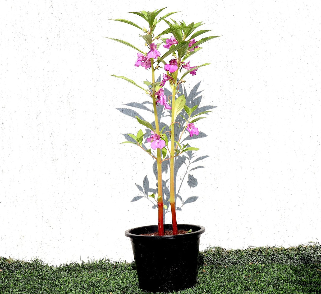 Balsam Flowering Plant | Garden Balsam | Rose Balsam 25-30cm