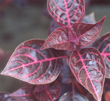Iresine lindenii "Bloodleaf Iresine lindenii" 10 - 15cm