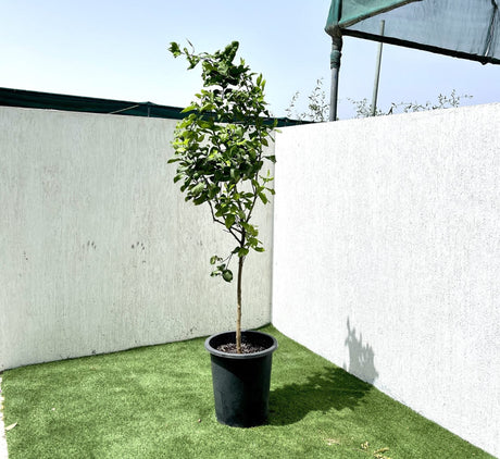 Citrus Lemon Spain "Lemon Tree" 1.0m-2.0m ليمون