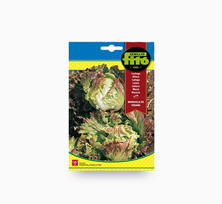 Lettuce Summer Marvel - Fito