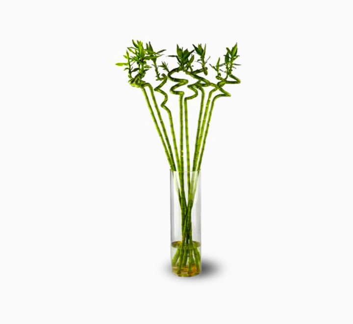 Lucky Bamboo “Per Stick” الخيزران محظوظا Indoor Bamboo Plants Sticks, Water indoor bamboo